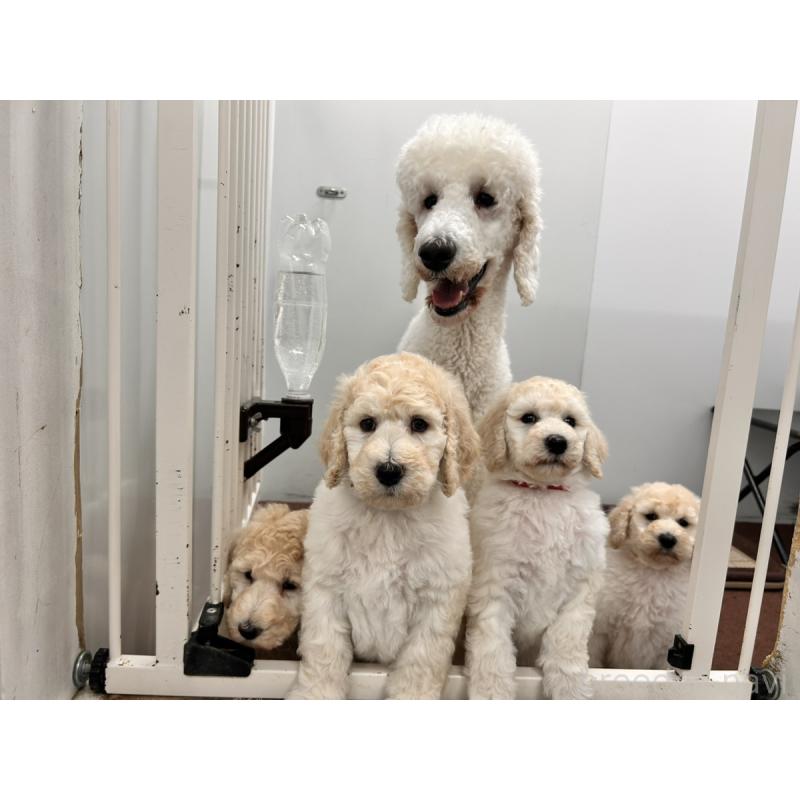 販売中の群馬県のスタンダードプードル-427484の5枚目