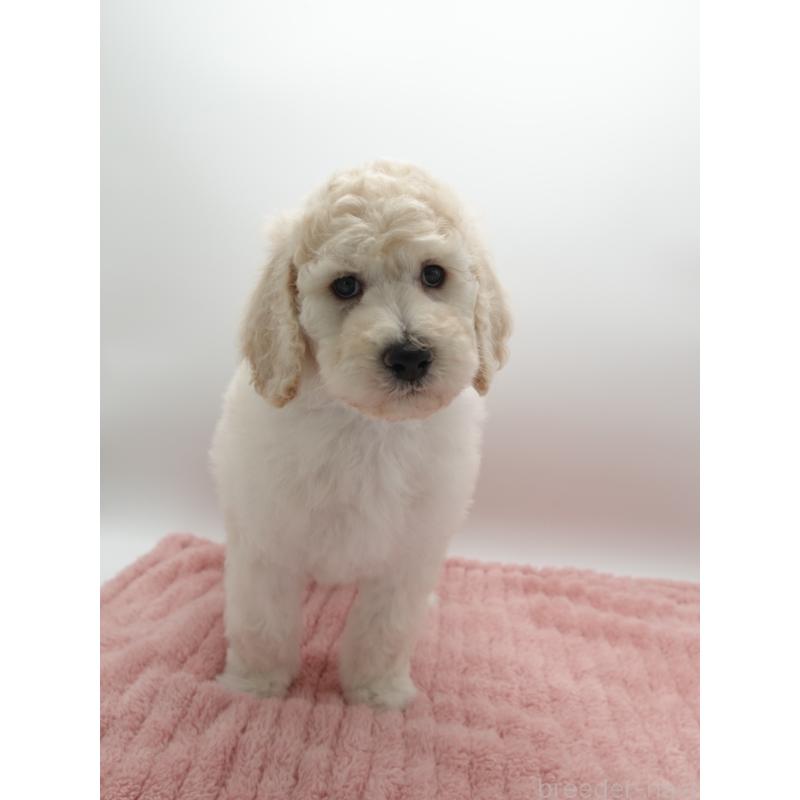 販売中の群馬県のスタンダードプードル-427484の4枚目