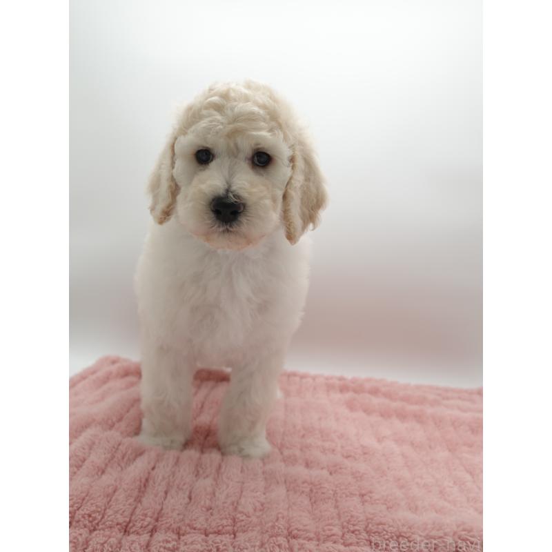 販売中の群馬県のスタンダードプードル-427484の3枚目