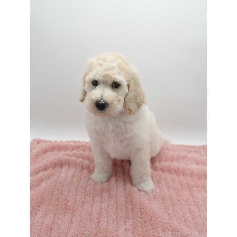 販売中の群馬県のスタンダードプードル-427484の2枚目