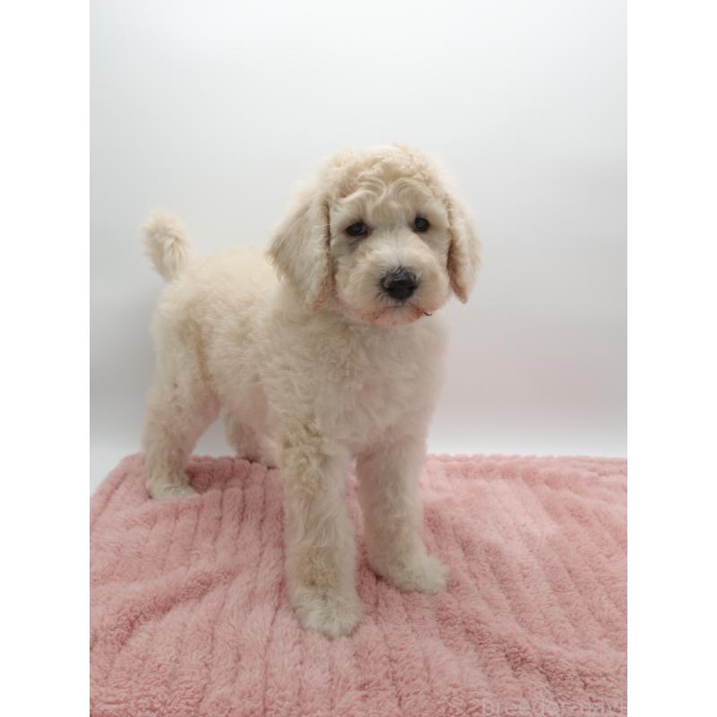 販売中の群馬県のスタンダードプードル-427486の3枚目