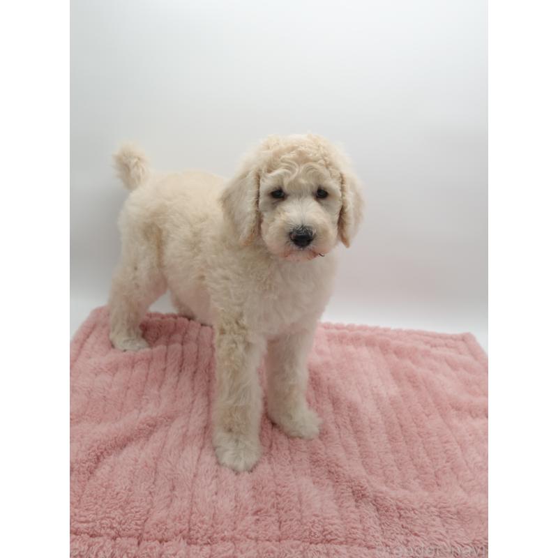 販売中の群馬県のスタンダードプードル-427486の2枚目