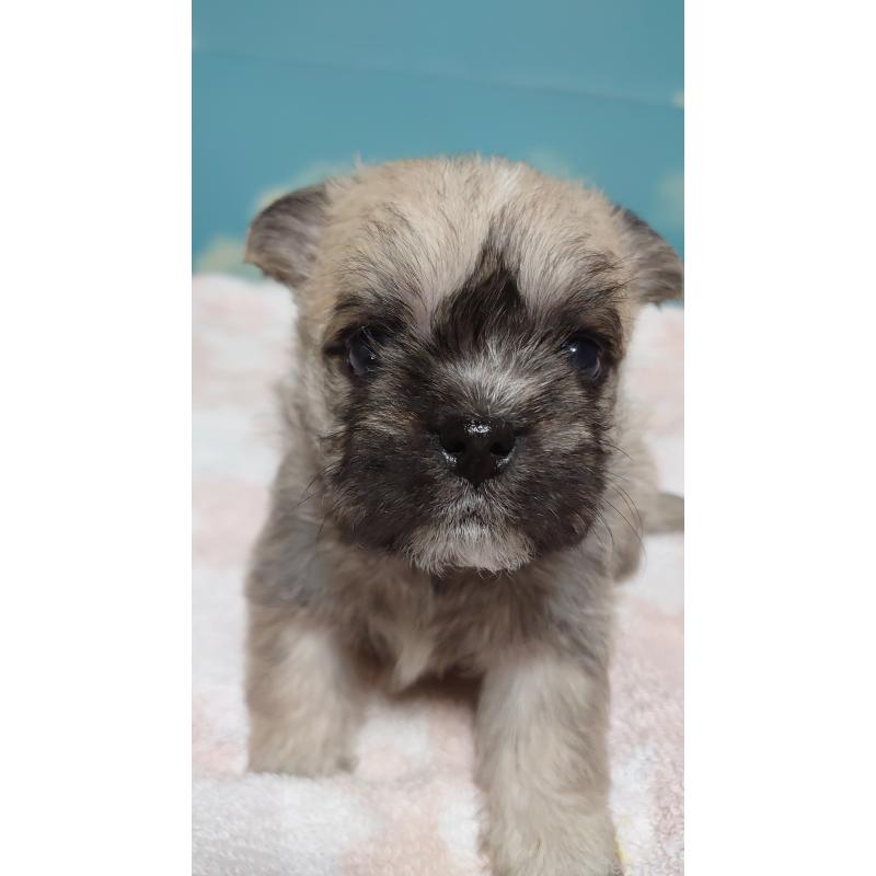 販売中の埼玉県のミックス犬-434646の4枚目