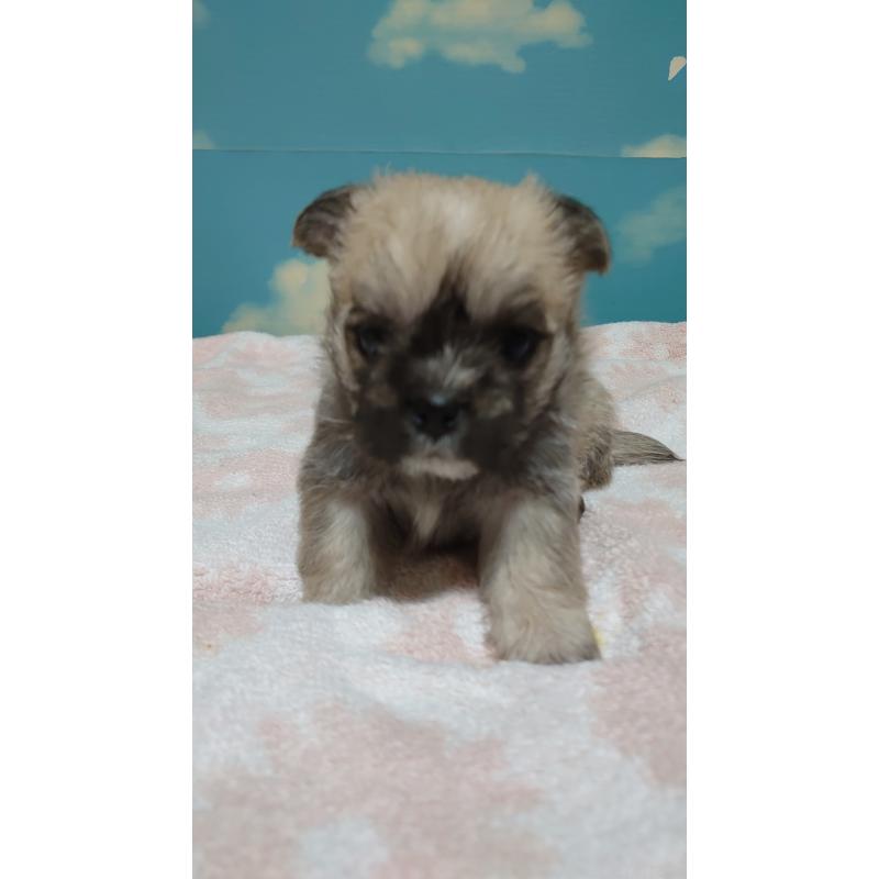 販売中の埼玉県のミックス犬-434646の3枚目