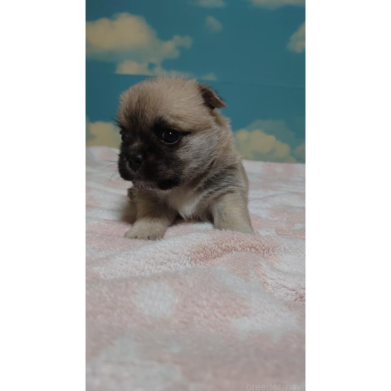 販売中の埼玉県のミックス犬-434647の4枚目