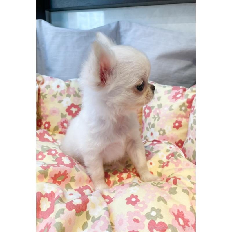 販売中の神奈川県のチワワ(ロングコート)-429570の6枚目