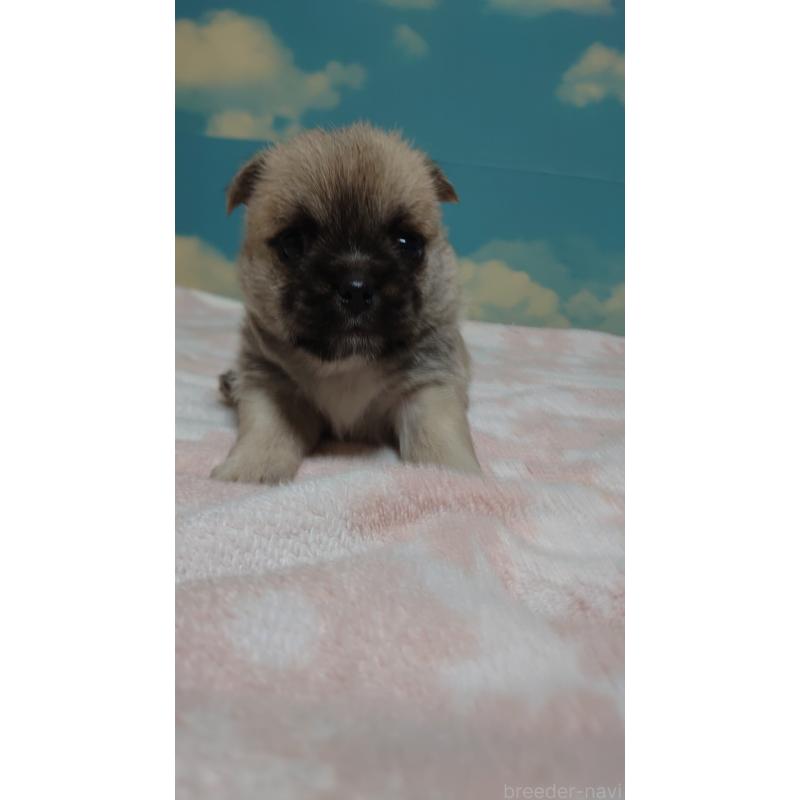 販売中の埼玉県のミックス犬-434647の2枚目