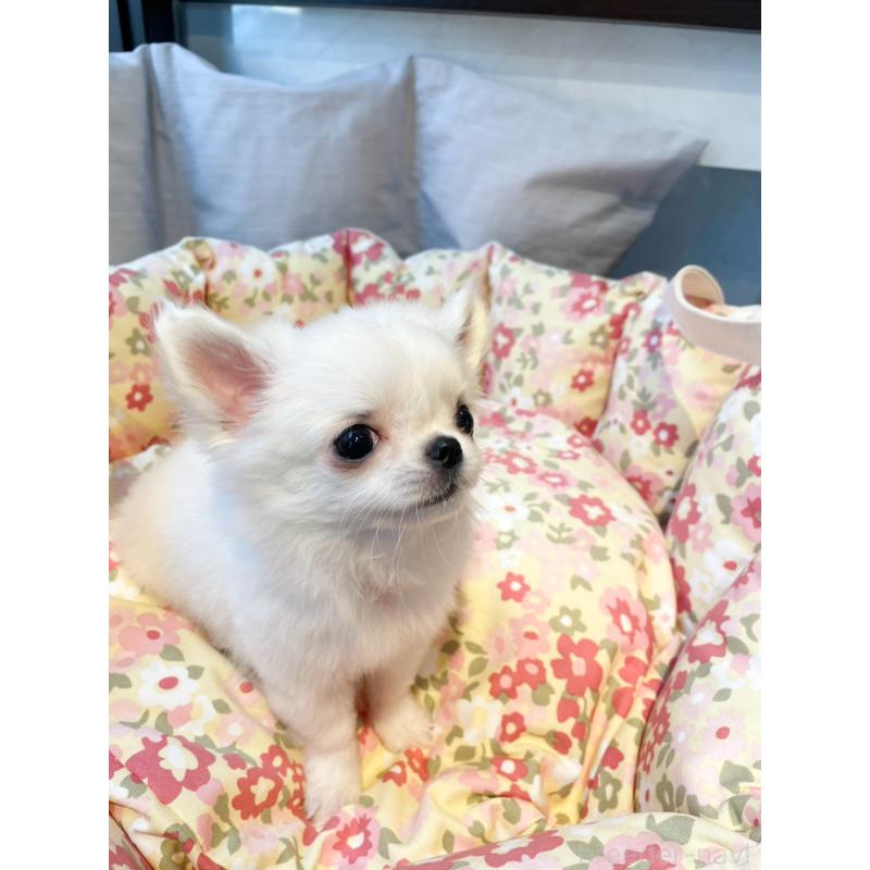 販売中の神奈川県のチワワ(ロングコート)-429571の6枚目