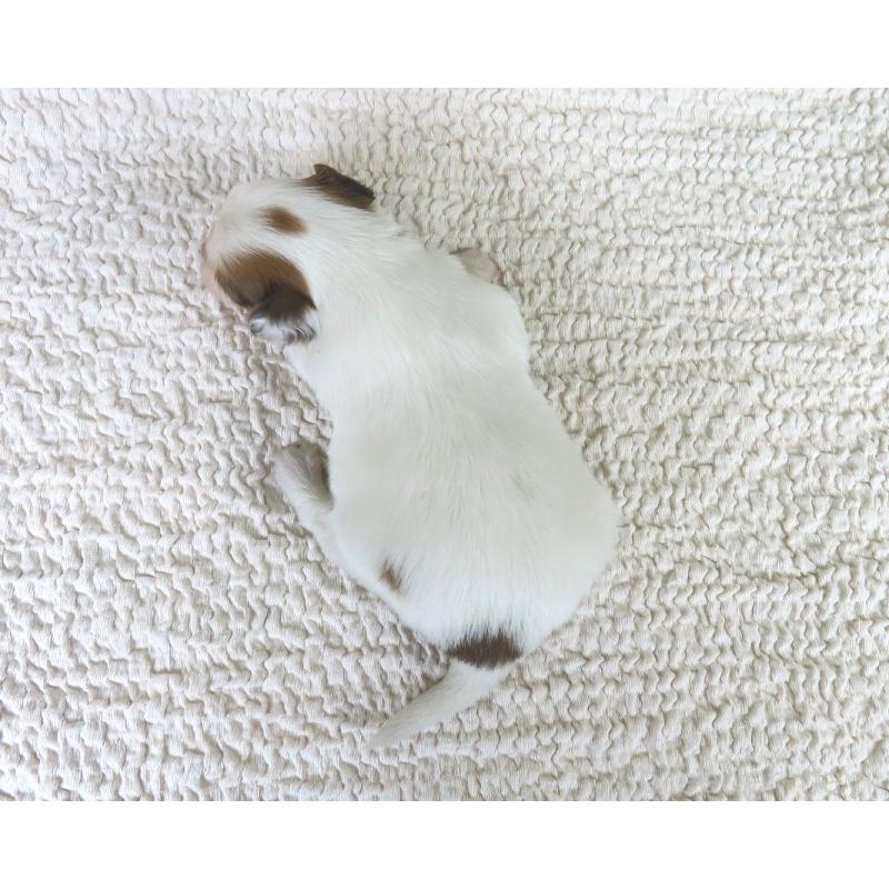 販売中の千葉県のパピヨン-434648の5枚目