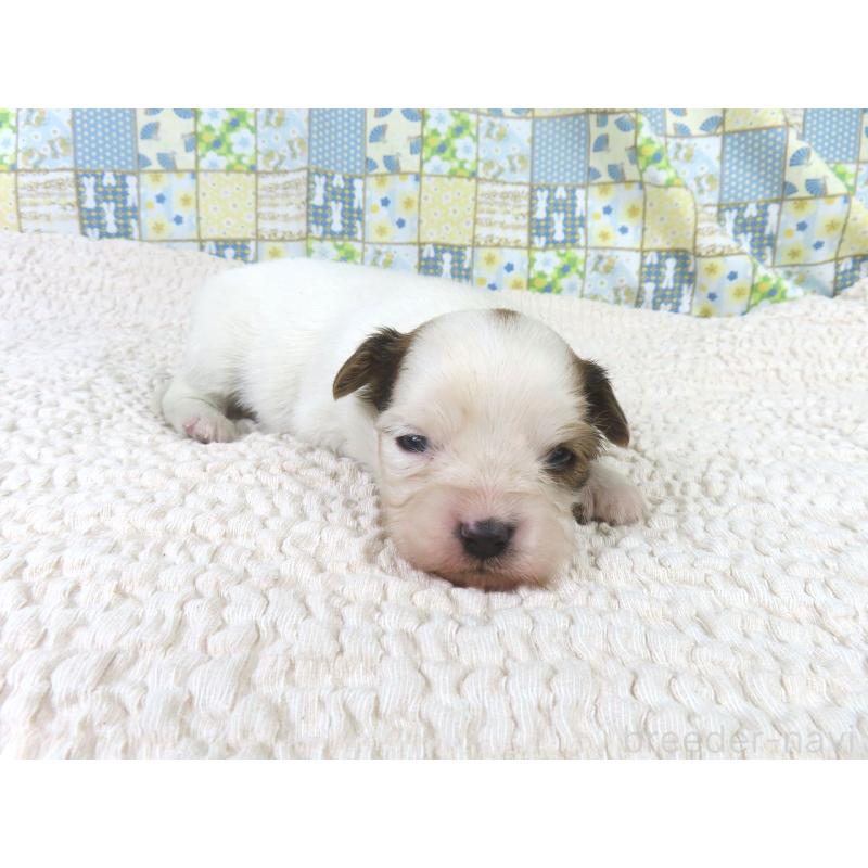 販売中の千葉県のパピヨン-434648の4枚目