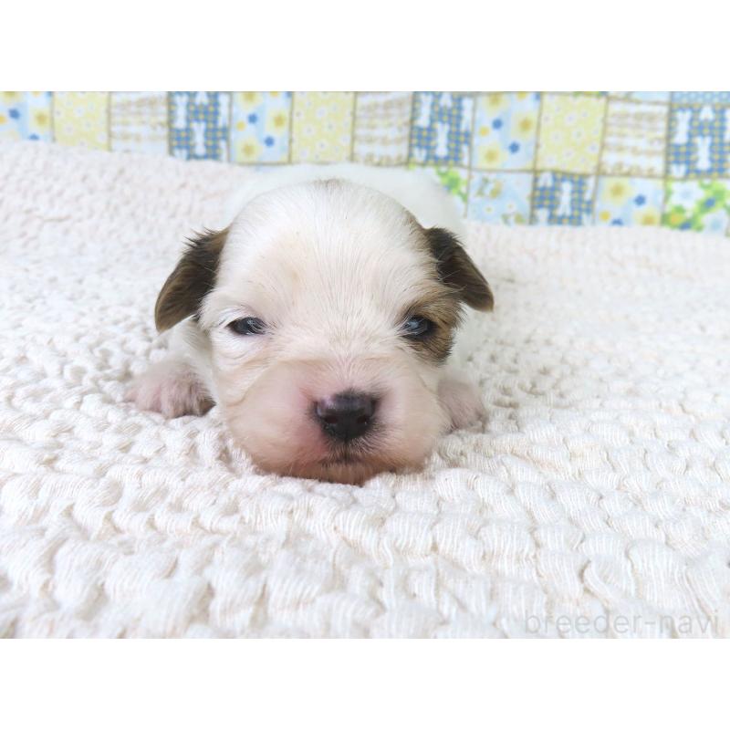 販売中の千葉県のパピヨン-434648の3枚目