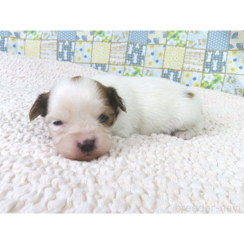 販売中の千葉県のパピヨン-434648の2枚目