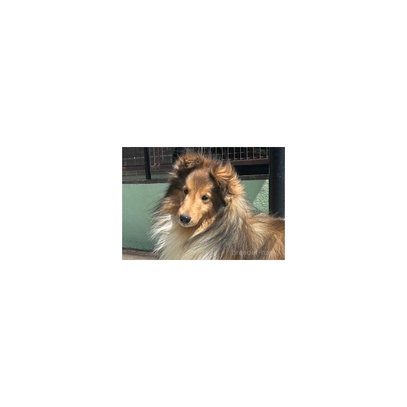 成約済の愛知県のシェットランドシープドッグ(シェルティ)-432592の4枚目