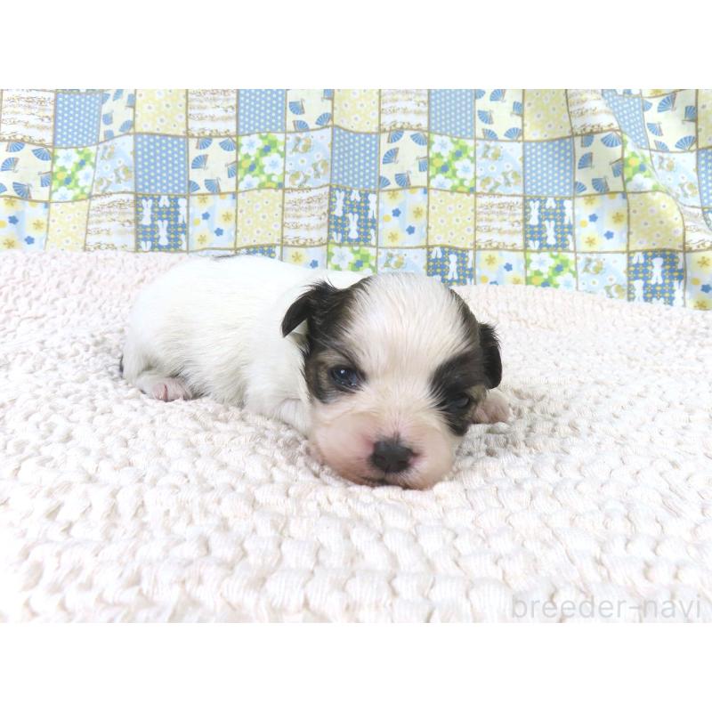 販売中の千葉県のパピヨン-434649の4枚目