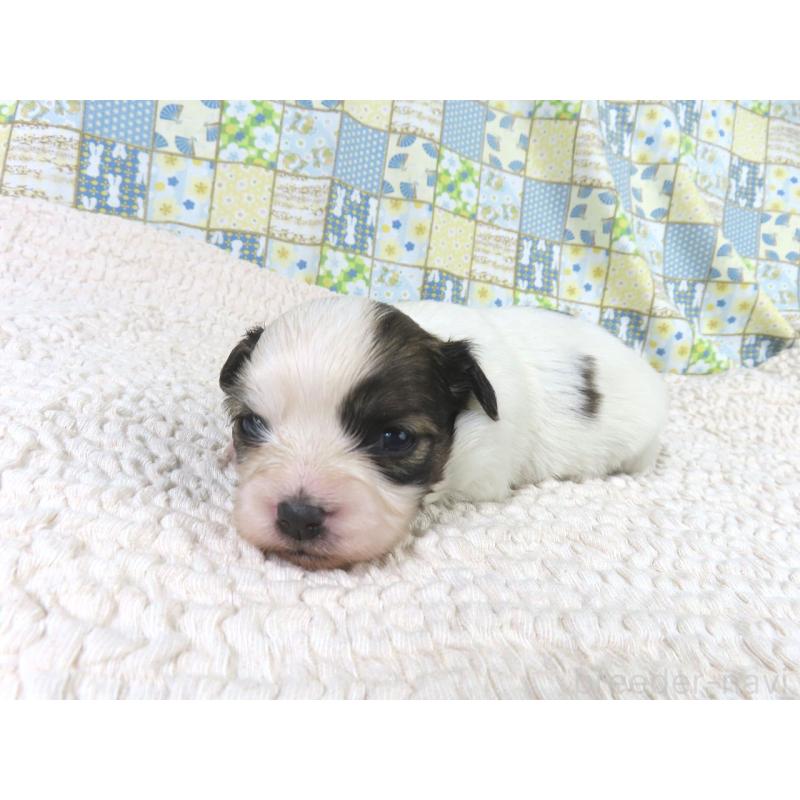 販売中の千葉県のパピヨン-434649の3枚目