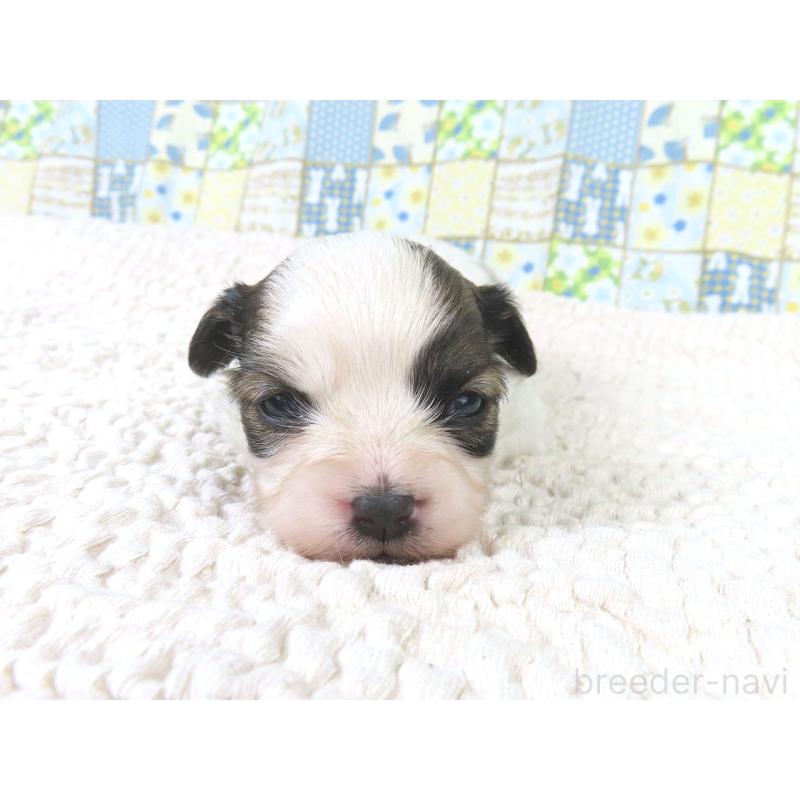 販売中の千葉県のパピヨン-434649の2枚目