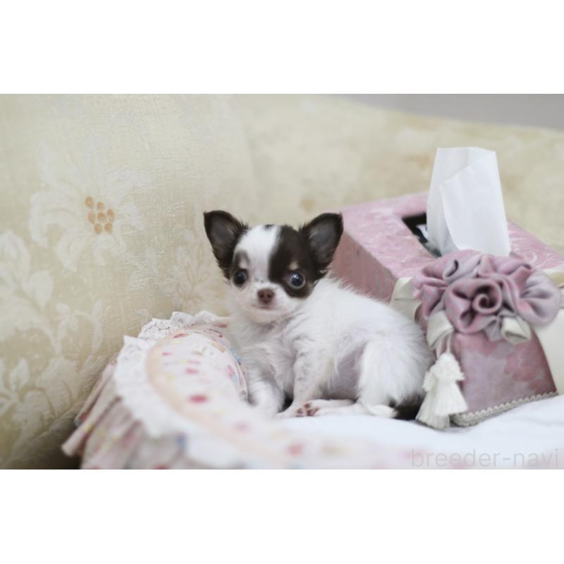 販売中の兵庫県のチワワ(ロングコート)-434655の10枚目