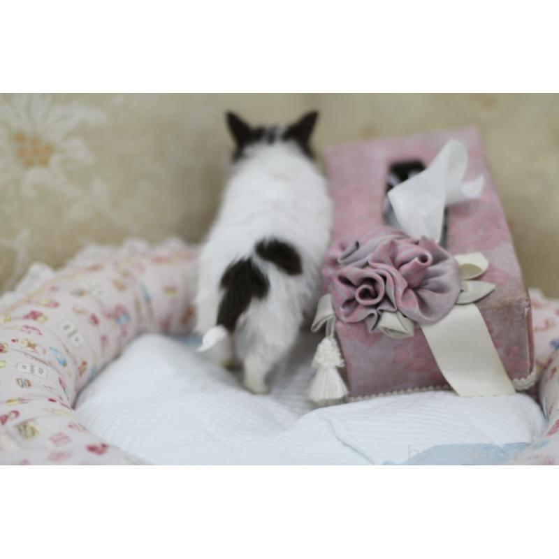 販売中の兵庫県のチワワ(ロングコート)-434655の9枚目