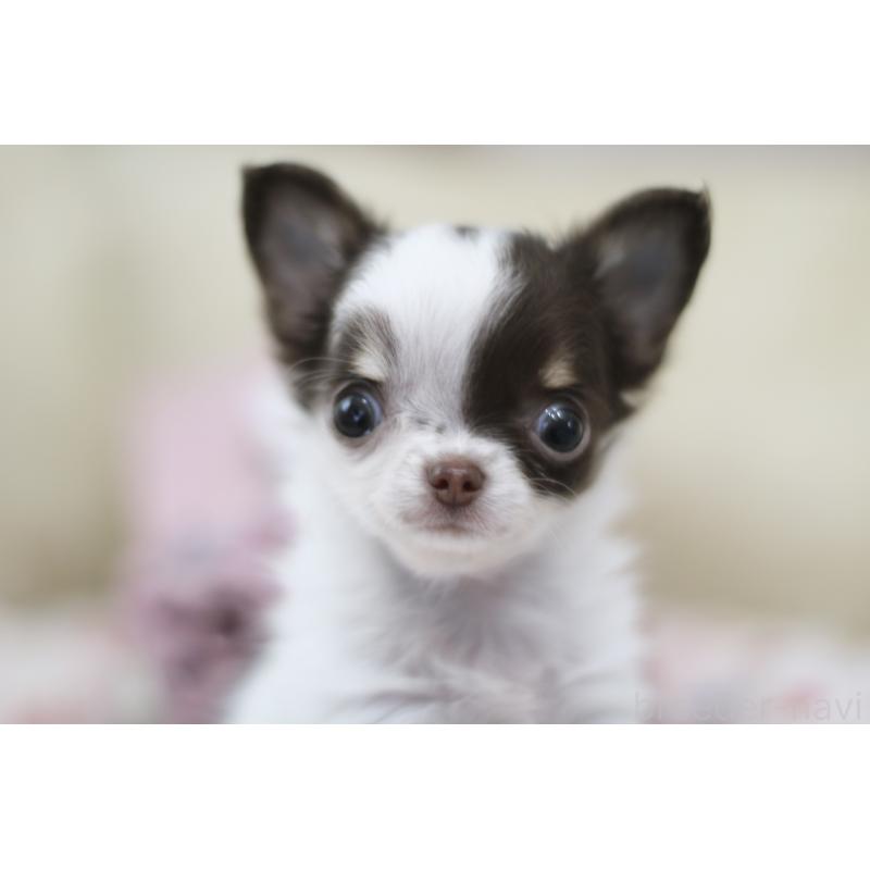 販売中の兵庫県のチワワ(ロングコート)-434655の8枚目