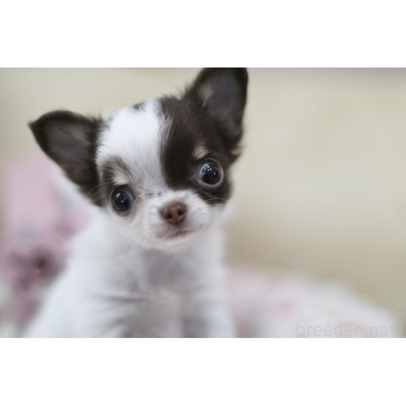 販売中の兵庫県のチワワ(ロングコート)-434655の7枚目