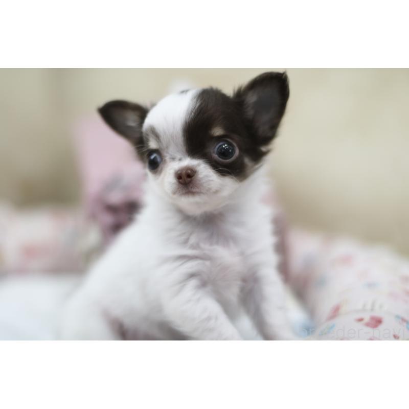 販売中の兵庫県のチワワ(ロングコート)-434655の6枚目