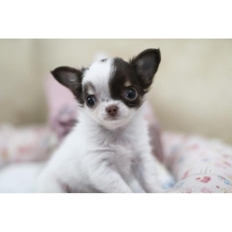 販売中の兵庫県のチワワ(ロングコート)-434655の5枚目