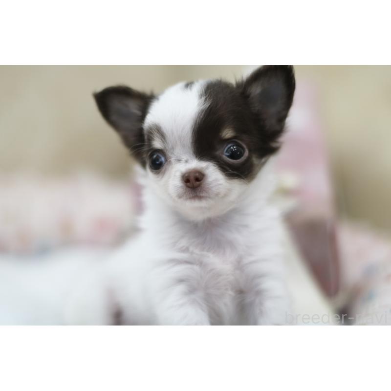 販売中の兵庫県のチワワ(ロングコート)-434655の4枚目