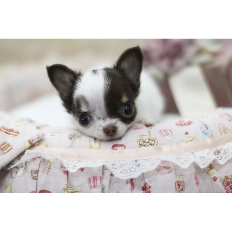 販売中の兵庫県のチワワ(ロングコート)-434655の3枚目