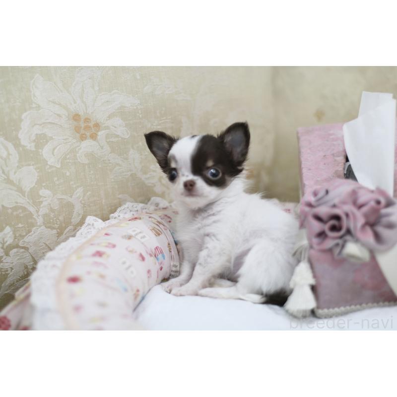 販売中の兵庫県のチワワ(ロングコート)-434655の2枚目