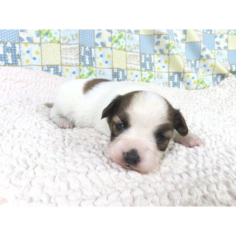 販売中の千葉県のパピヨン-434651の4枚目