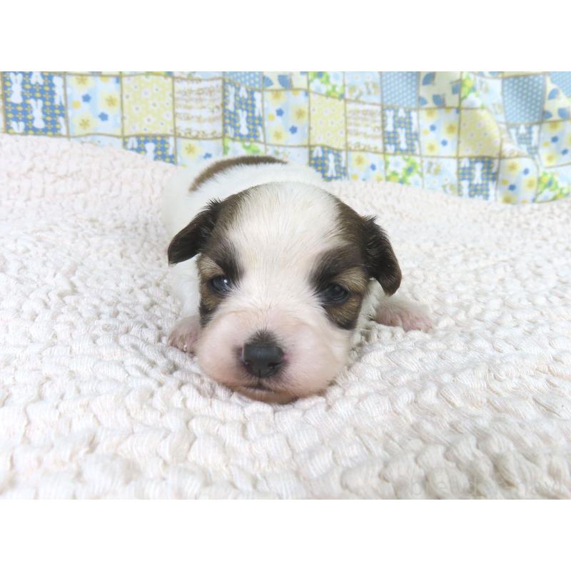 販売中の千葉県のパピヨン-434651の3枚目