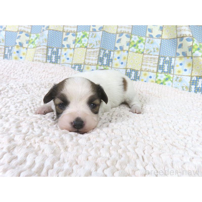 販売中の千葉県のパピヨン-434651の2枚目