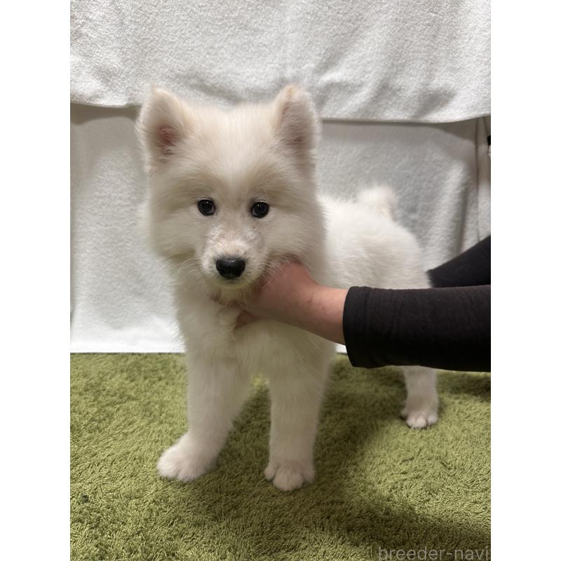 販売中の茨城県のサモエド-434657の4枚目