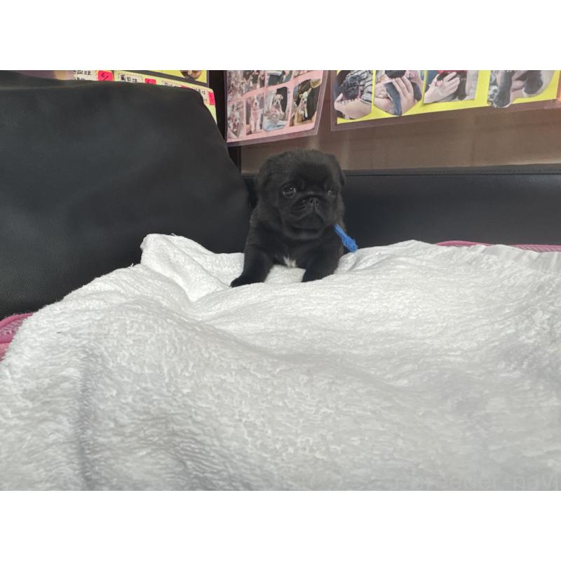 成約済の岐阜県のパグ-432074の11枚目