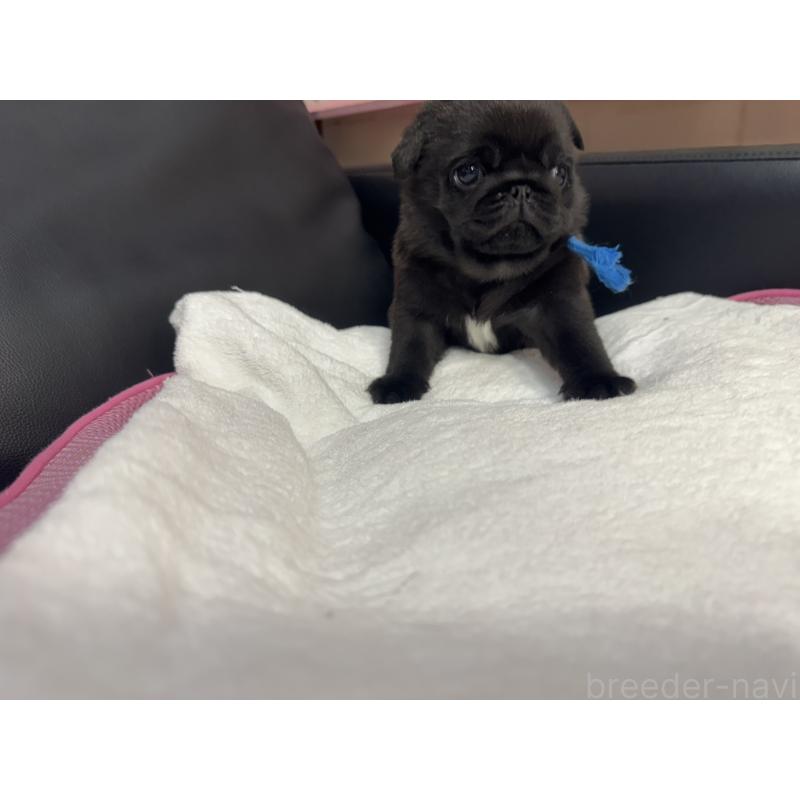 成約済の岐阜県のパグ-432074の10枚目