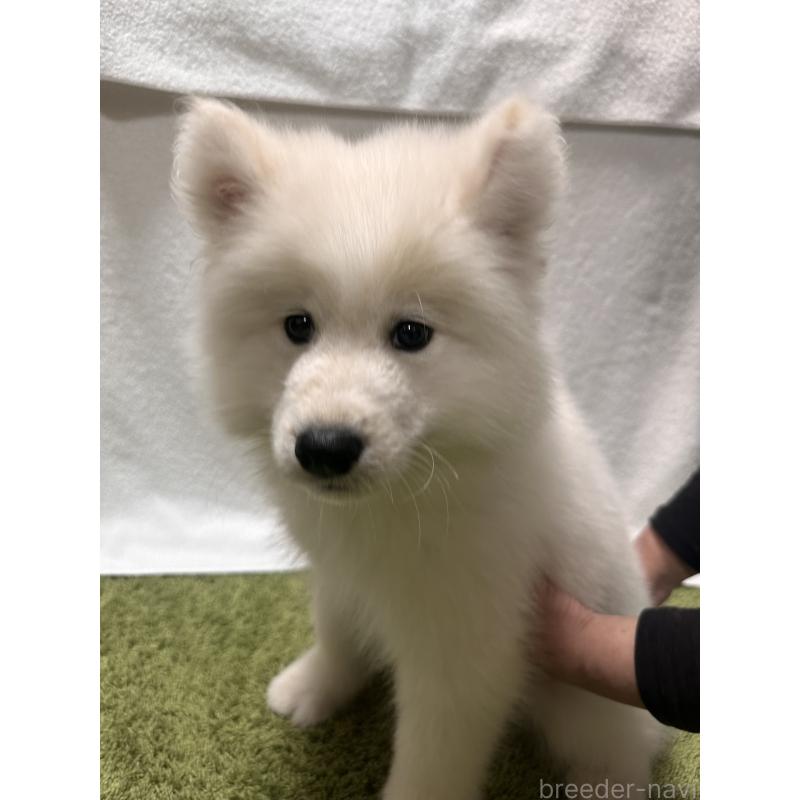 販売中の茨城県のサモエド-434657の3枚目