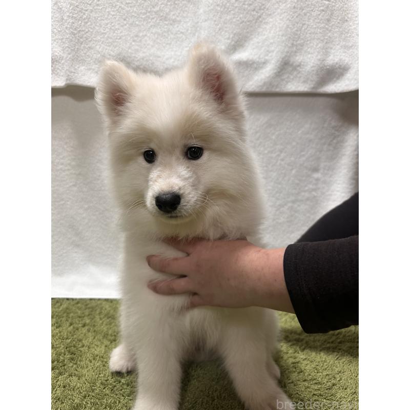 販売中の茨城県のサモエド-434657の2枚目