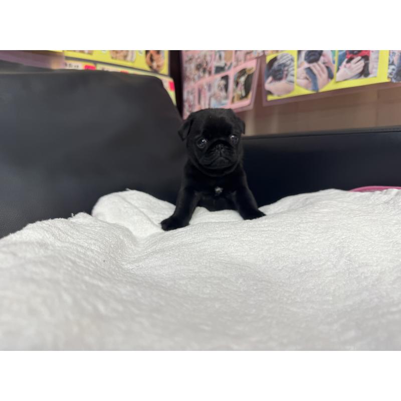 成約済の岐阜県のパグ-432074の9枚目