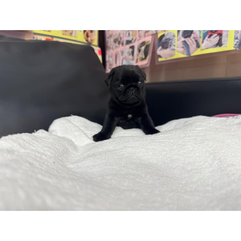 成約済の岐阜県のパグ-432074の8枚目