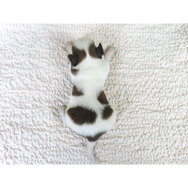 販売中の千葉県のパピヨン-434653の5枚目