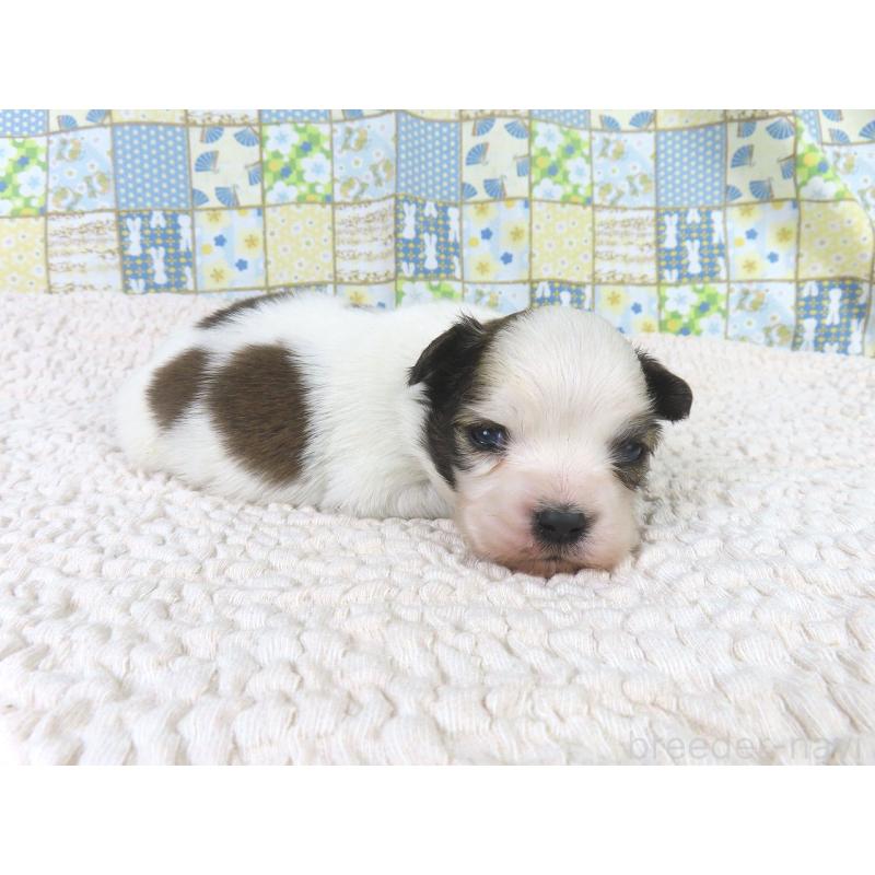 販売中の千葉県のパピヨン-434653の4枚目