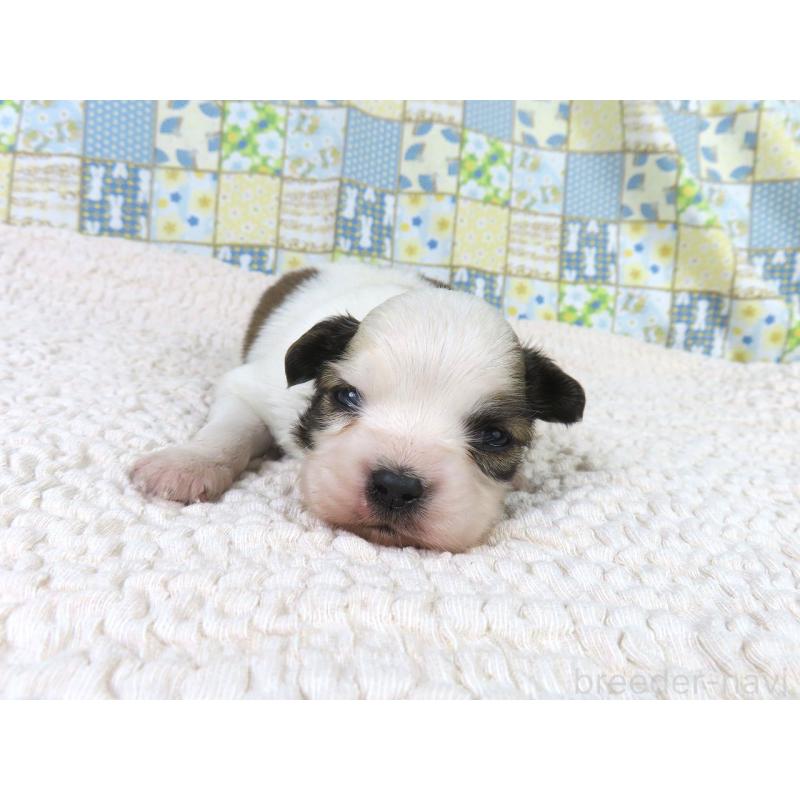 販売中の千葉県のパピヨン-434653の2枚目