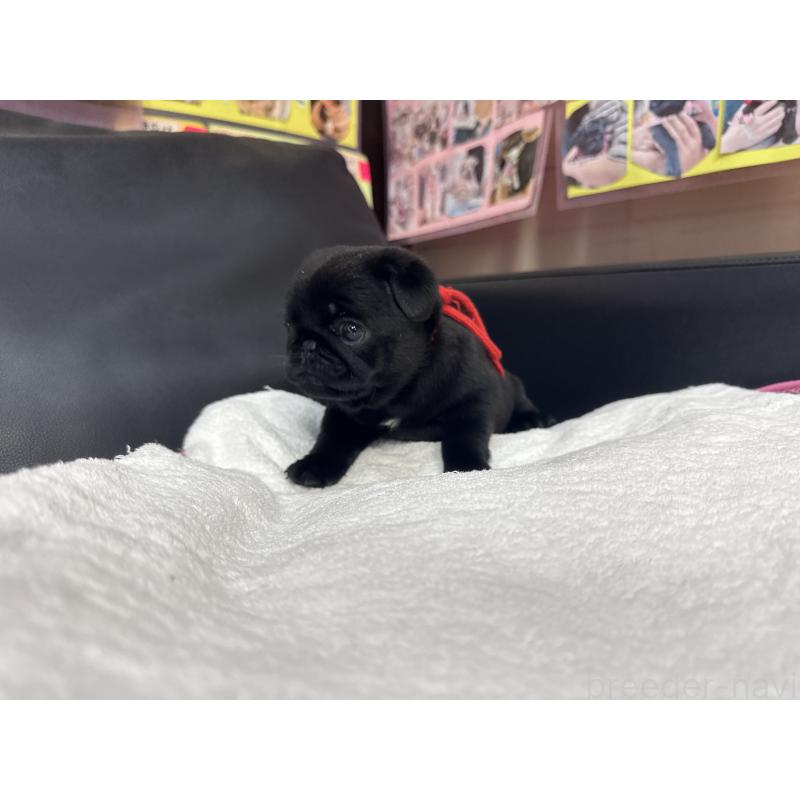 成約済の岐阜県のパグ-432078の12枚目