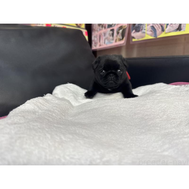 成約済の岐阜県のパグ-432078の11枚目