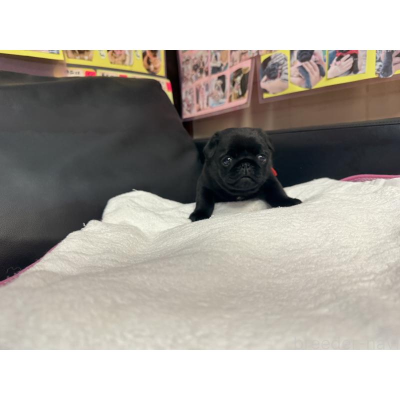 成約済の岐阜県のパグ-432078の10枚目