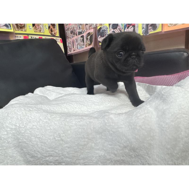 商談中の岐阜県のパグ-432076の7枚目