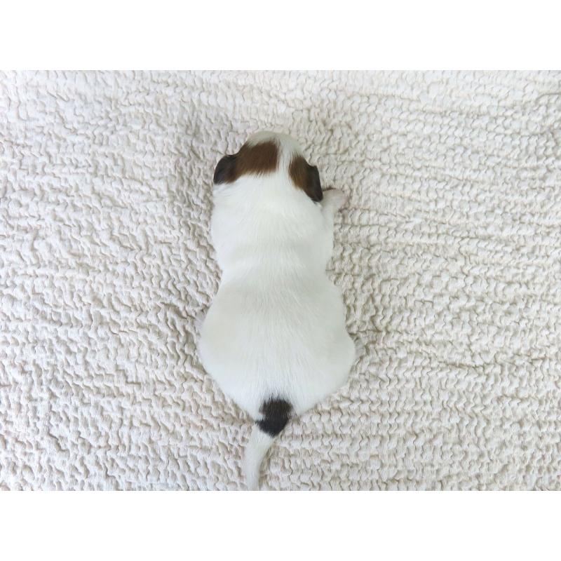 販売中の千葉県のパピヨン-434658の5枚目