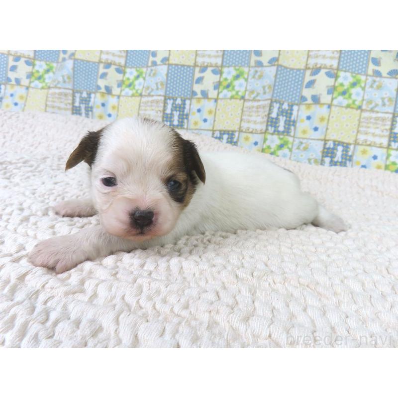 販売中の千葉県のパピヨン-434658の4枚目