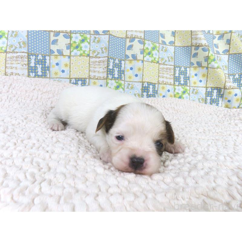 販売中の千葉県のパピヨン-434658の3枚目