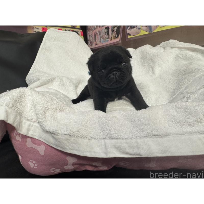 成約済の岐阜県のパグ-432151の12枚目